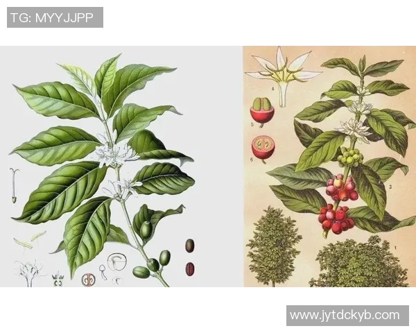 咖啡文化的独特魅力：从起源到现代咖啡艺术的演变与创新